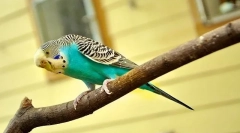 Hogyan lehet elkapni egy papagájot és hogyan vezethet egy papagájt a ketrecbe